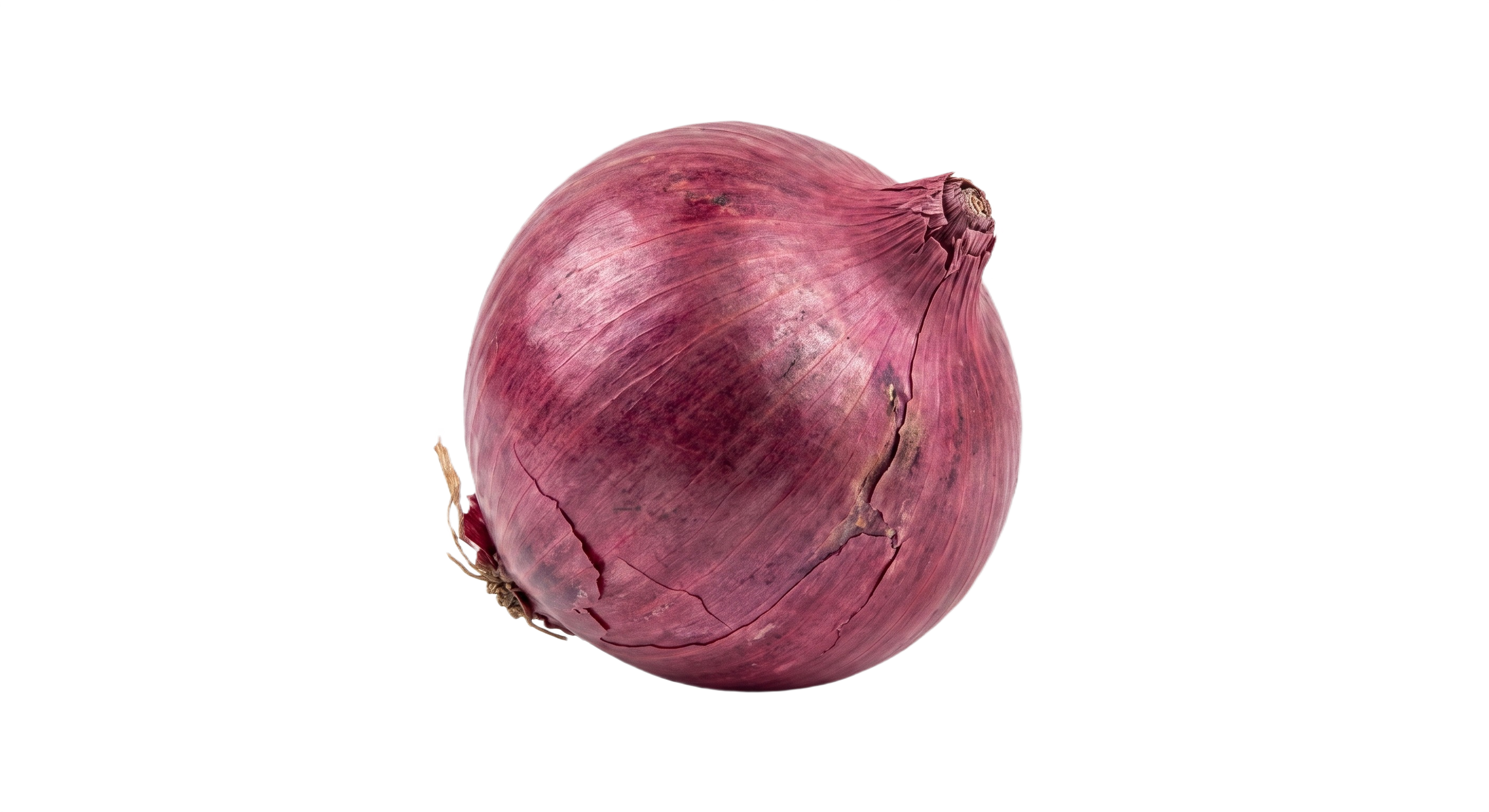 Cebola