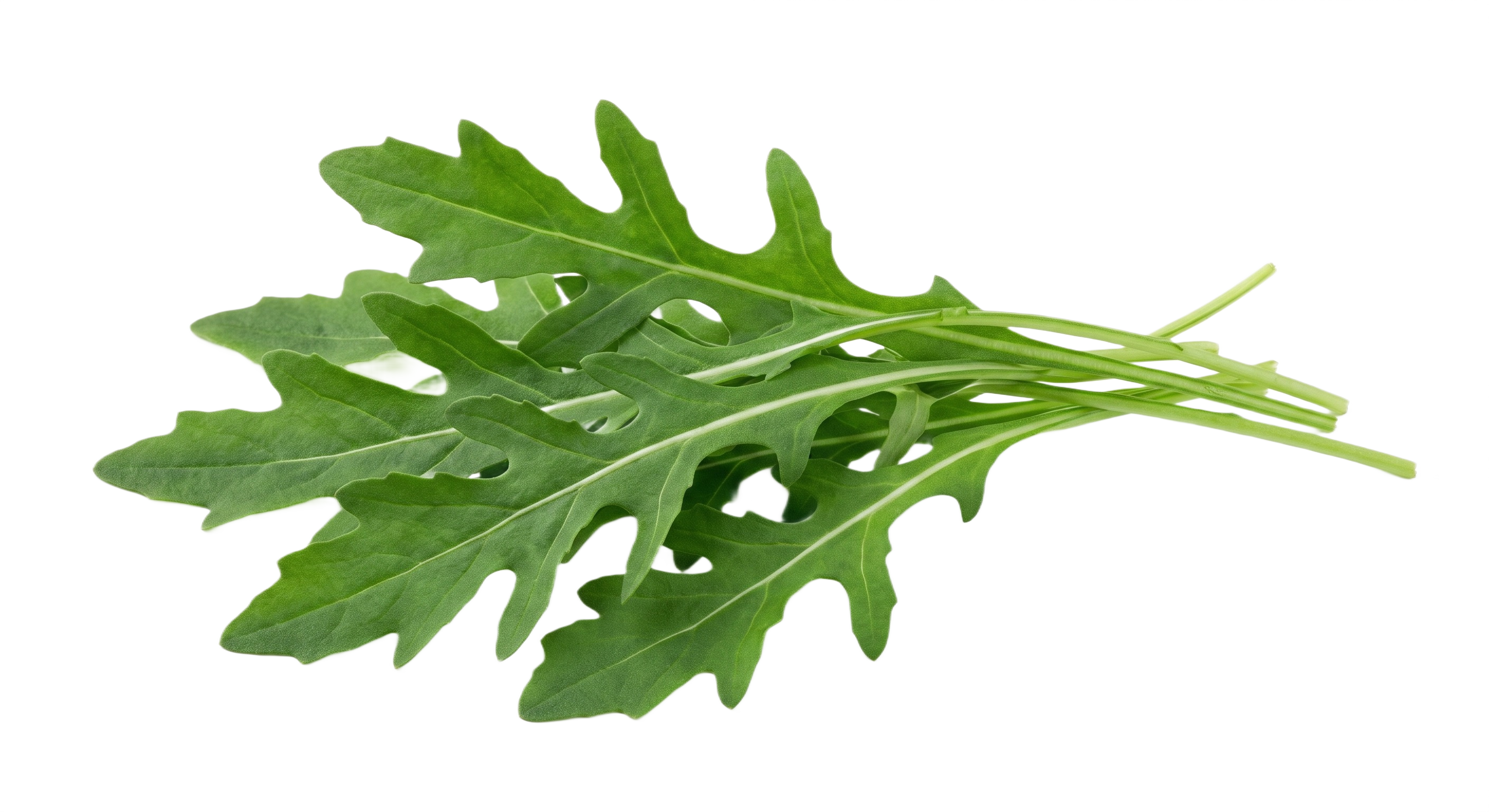 Rúcula