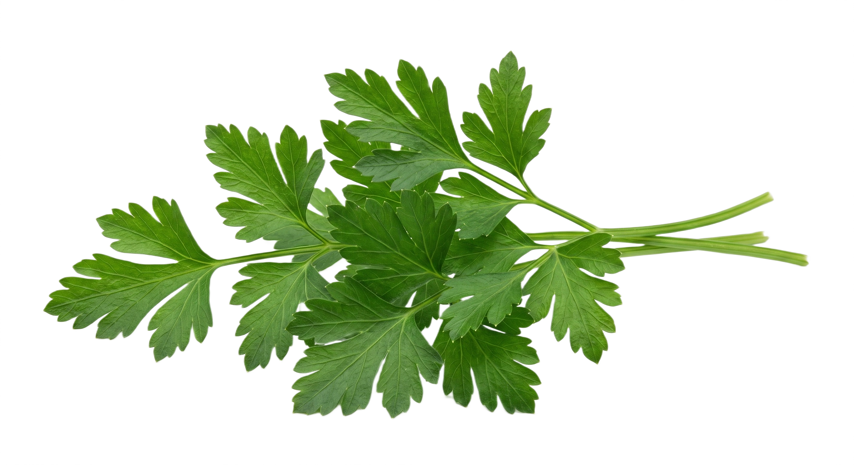 Salsa